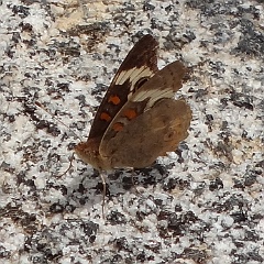 junonia coenia - common buckeye - brushfooted butterfly junonia coenia